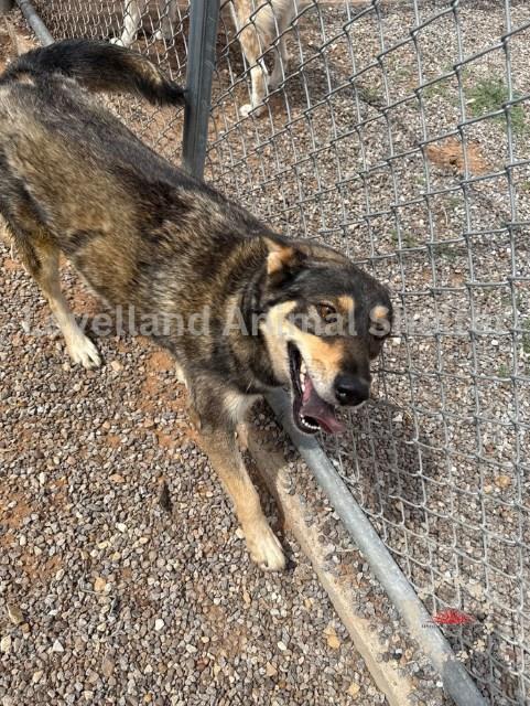 Timber #D25-05025: Female Dog