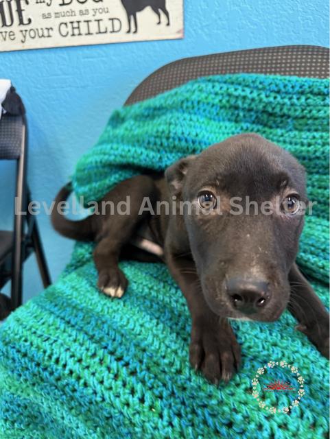 Casanova #D25-03060: Male Dog