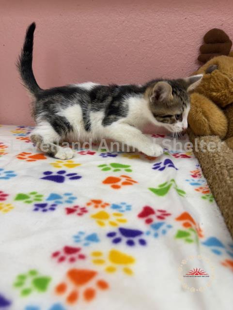 Kyle #C25-06001: Male Cat