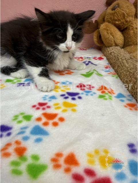 Tula #C25-06002: Female Cat