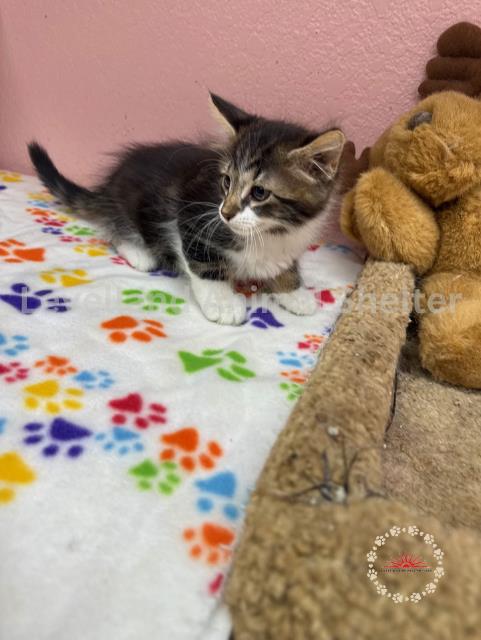 Penelope #C25-06004: Female Cat