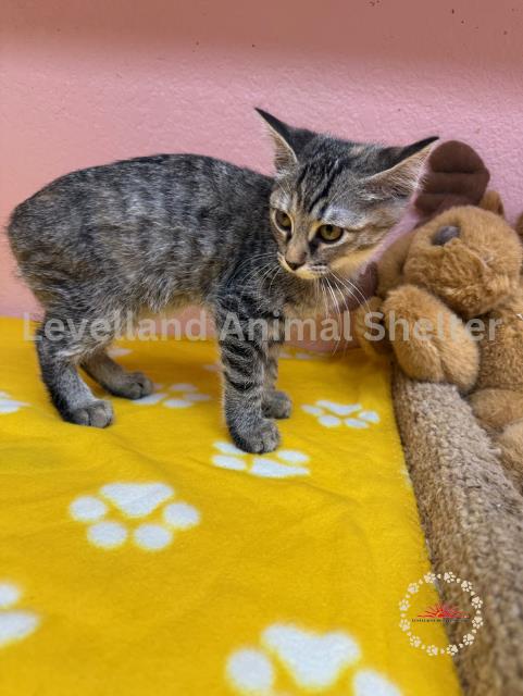 Sugar #C25-06005: Female Cat