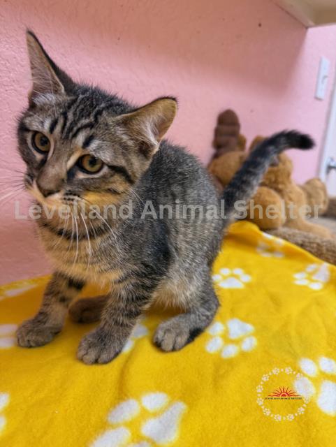 Spice #C25-06006: Male Cat
