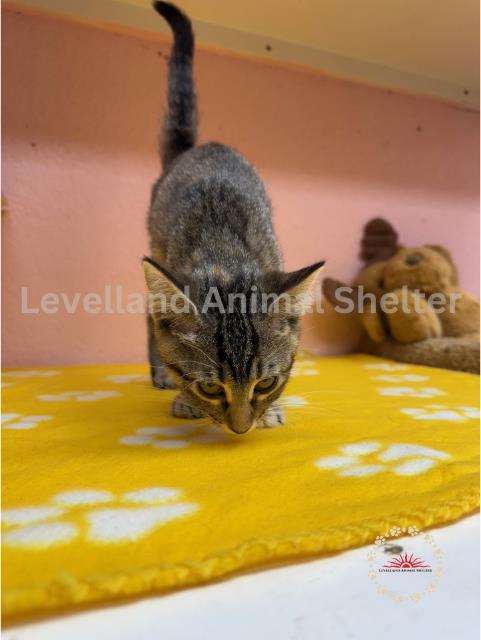 Nala #C25-06007: Female Cat