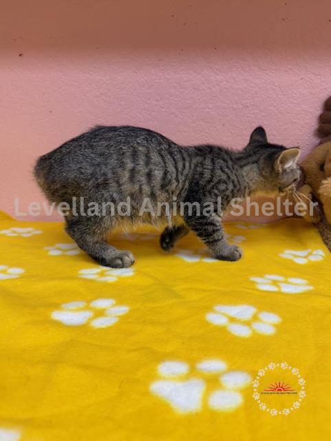 Simba #C25-06008: Male Cat