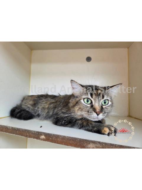 Hedwig #C25-06010: Female Cat