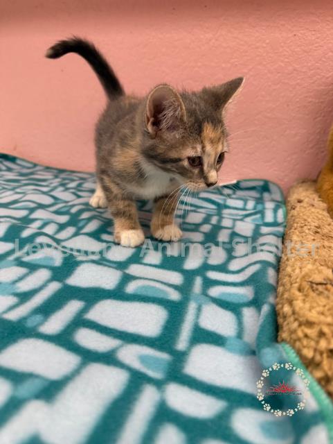 Karlee #C25-05012: Female Cat