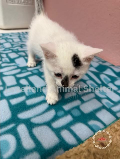 Dot #C25-05013: Male Cat