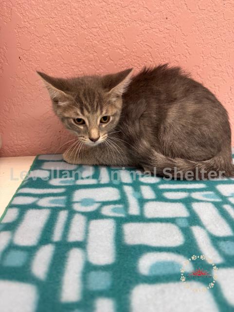 Coco #C25-05015: Male Cat