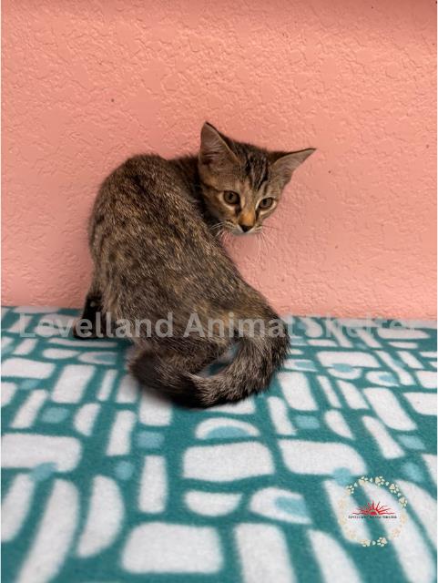Trixie #C25-05017: Female Cat