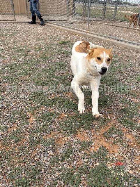 Titan #D25-05038: Male Dog