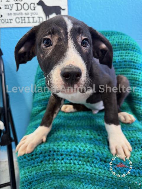 Aries #D25-03053: Male Dog