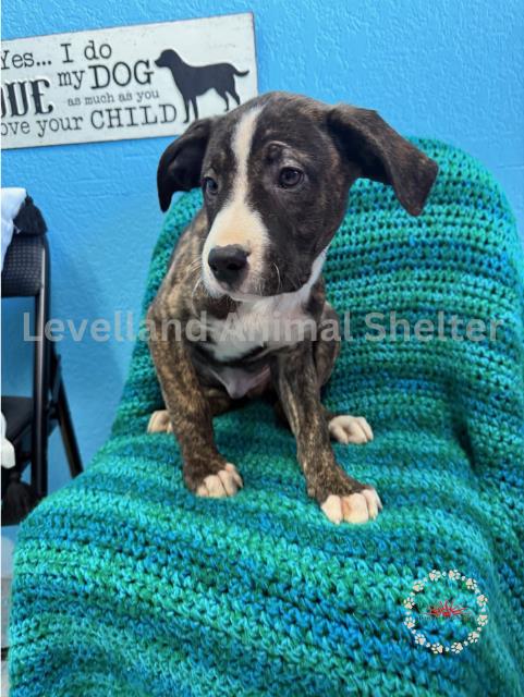 Neo #D25-03051: Male Dog