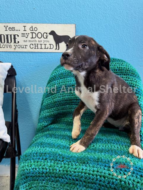 Daisy #D25-03048: Female Dog