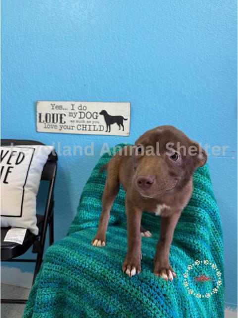 Rose #D25-03057: Female Dog