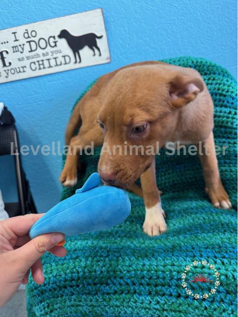 Juliet #D25-03058: Female Dog