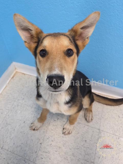 Mariner #D25-07007: Male Dog