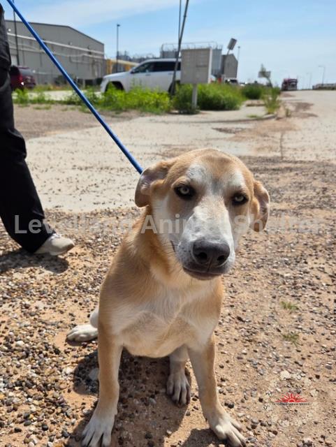 Tate #D25-07009: Male Dog