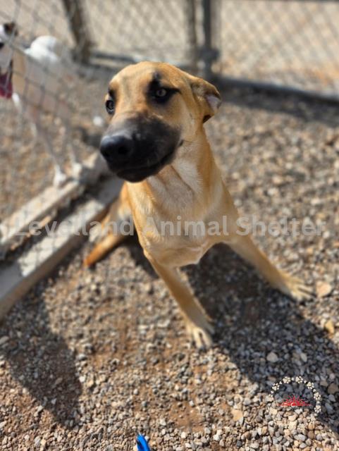 Lane #D25-07008: Male Dog