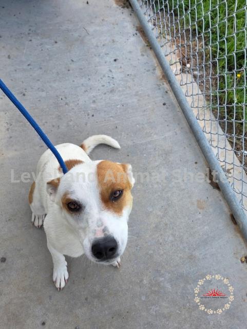 Monica #D25-07004: Female Dog