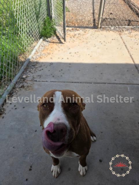 Rachel #D25-07003: Female Dog