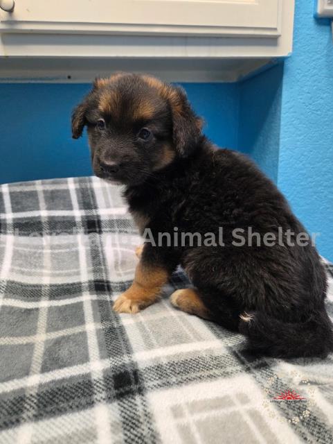Coffee #D25-06041: Female Dog