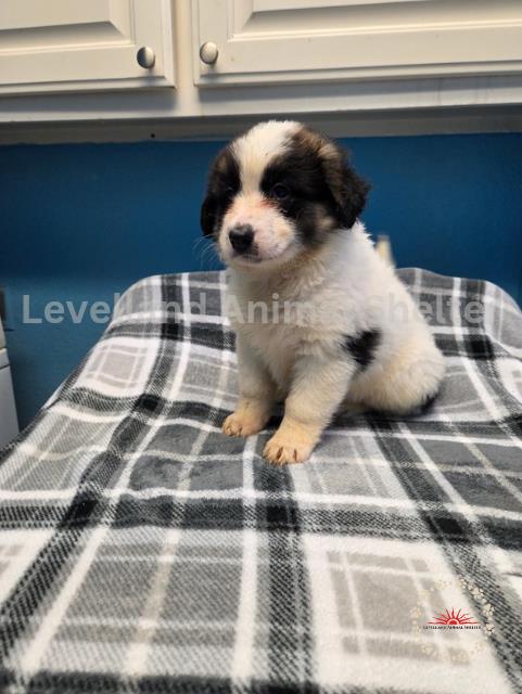 Moo #D25-06040: Female Dog