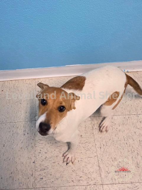 Banana Split #D25-07018: Female Dog