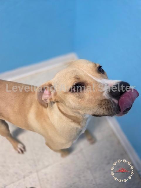 Aura #D25-07042: Female Dog