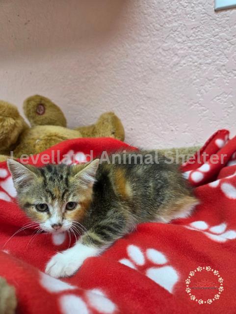 May #C25-07017: Female Cat