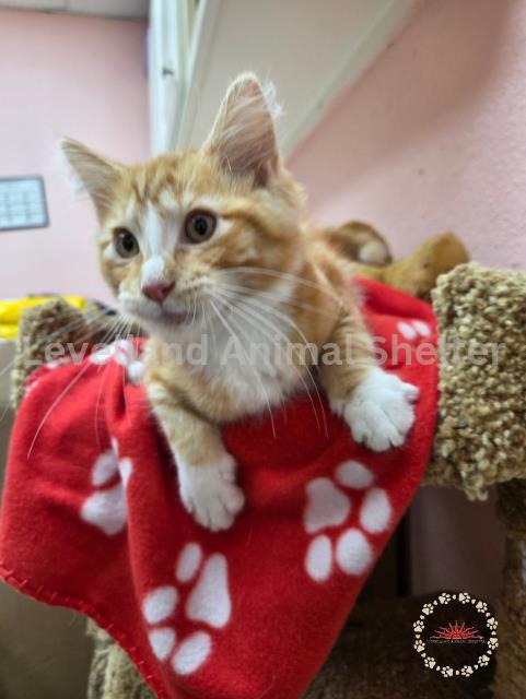 Crooks #C25-07019: Male Cat