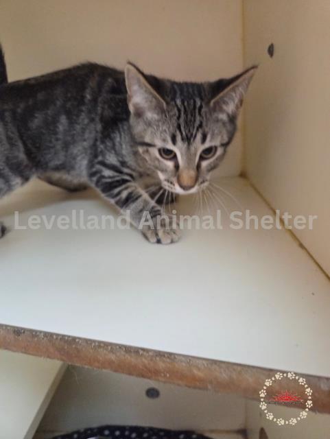 Mountain Dew #C25-07021: Male Cat