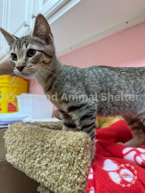 Kirby #C25-07020: Male Cat