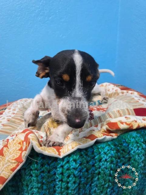 Dilly #D25-07048: Male Dog