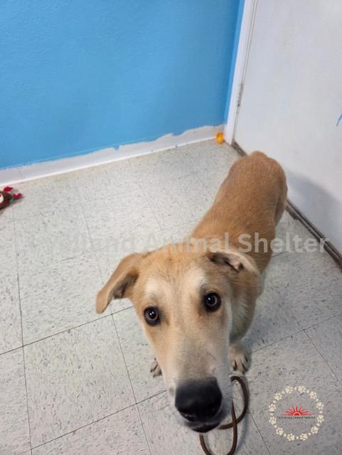Frost #d25-08026: Male Dog