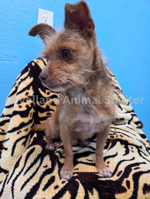 Fedrick #D25-09010: Male Dog