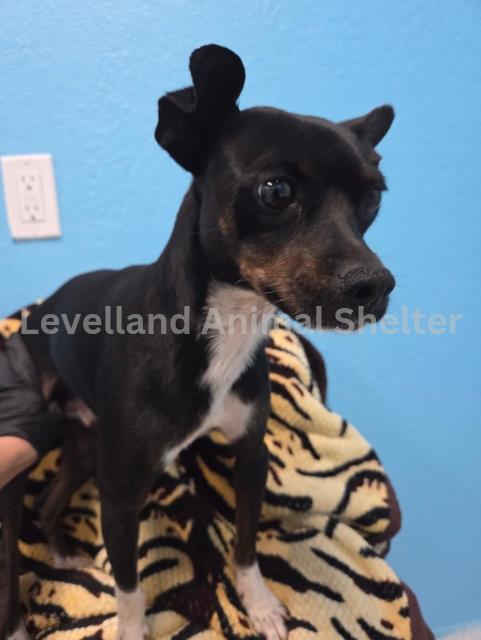 Chimi #D25-09011: Male Dog