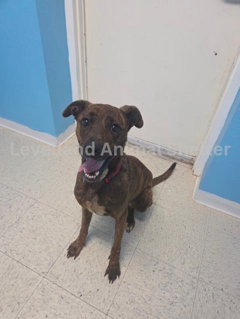 Skelly #D25-08024: Female Dog