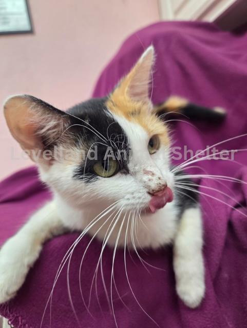 Gwen #C25-09036: Female Cat
