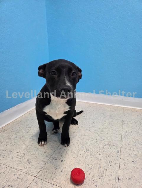 Dory #d25-09026: Female Dog