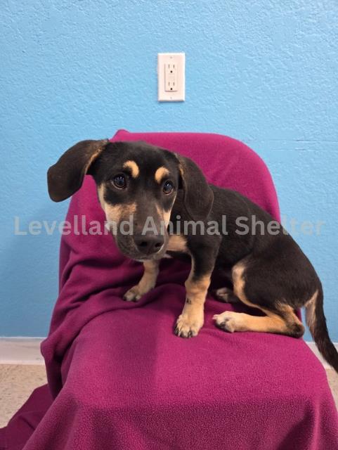 Loreal #D25-09054: Female Dog