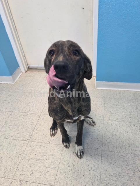 Tigerlilly #d25-09052: Female Dog