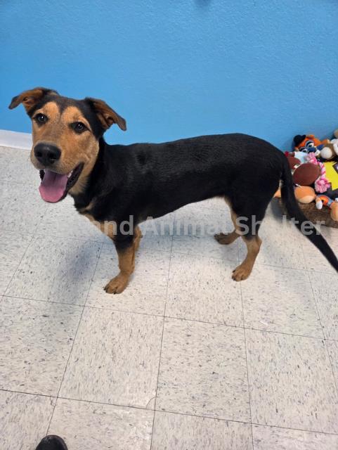 Bear #D25-09055: Male Dog