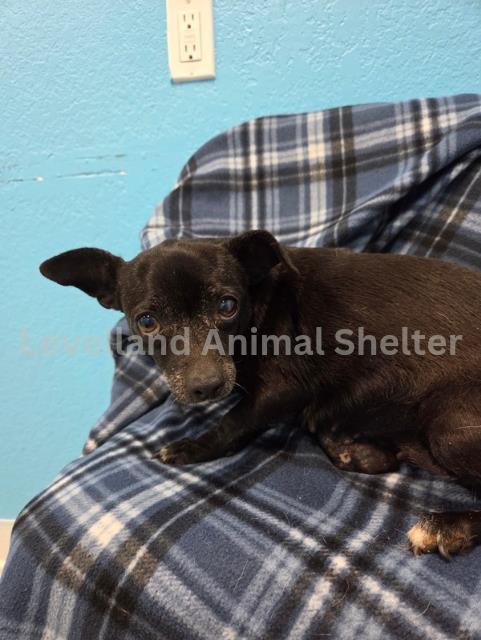 Munica  #D25-09058: Dog