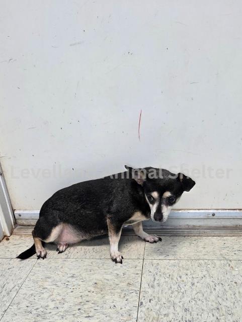Diva #D25-09059: Dog