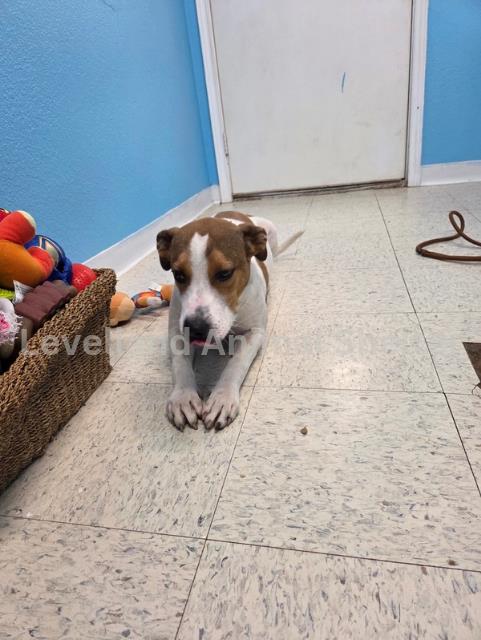 Bella #D25-09056: Female Dog