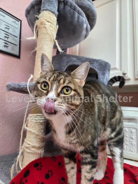 Link #C25-10001: Male Cat