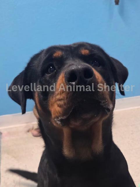 Audrey #D25-11016: Female Dog