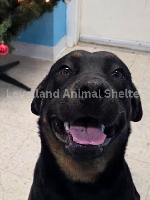 Maple #D25-11015: Female Dog