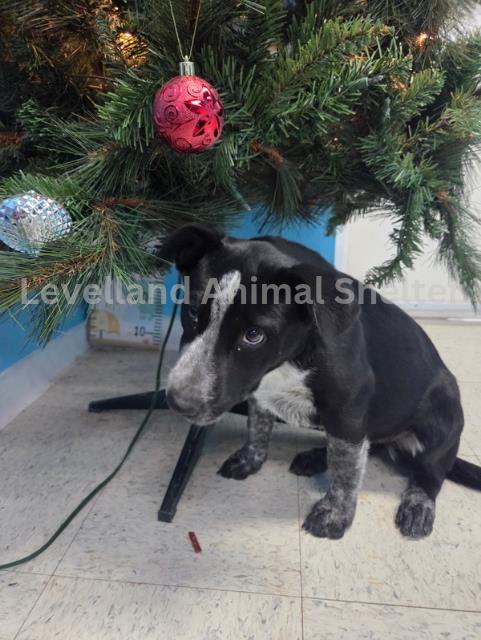 Gracie #D25-12001: Female Dog